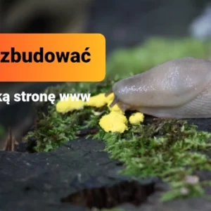 Jak Zbudować Szybką Stronę Internetową