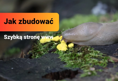 Jak Zbudować Szybką Stronę Internetową